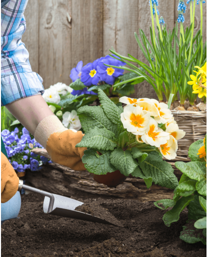 Gardener planting flowers 