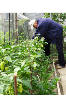 Gardener planting flowers 