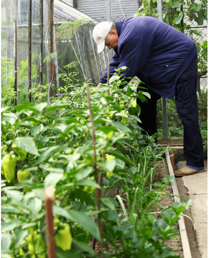 Gardener planting flowers 