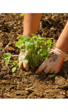 Gardener caring of flowers outdoor