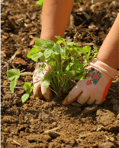 Gardener caring of flowers outdoor