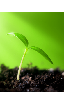 Gardener planting flowers 