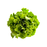 Vitae diam