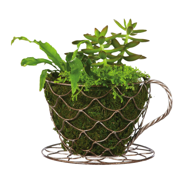 Coffee Cup Planter