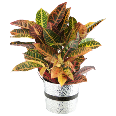 Crock of Croton Round Tin Pot