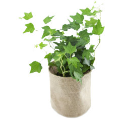 Classic Ivy Burlap Pot Cover