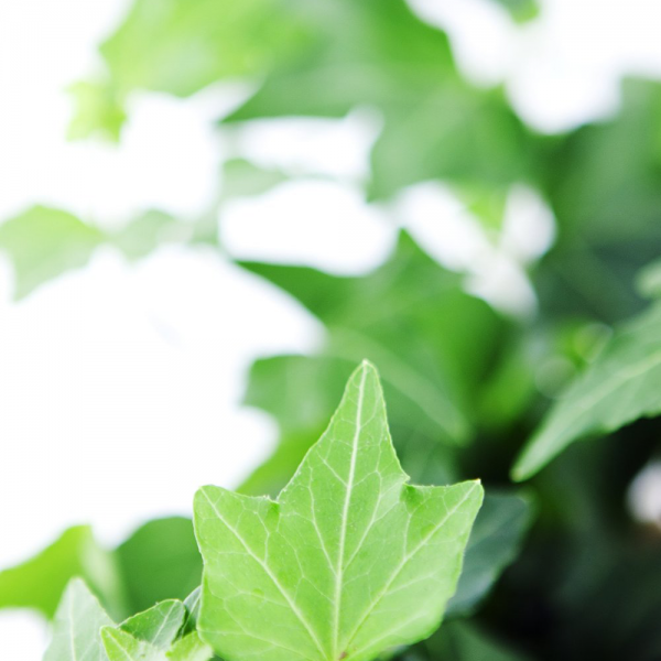 Classic Ivy Burlap Pot Cover