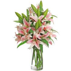 Pink Stargazer Lily Bouquet Pink Stargazer Lily Bouquet