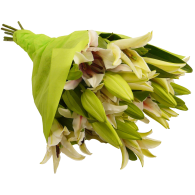 Lily