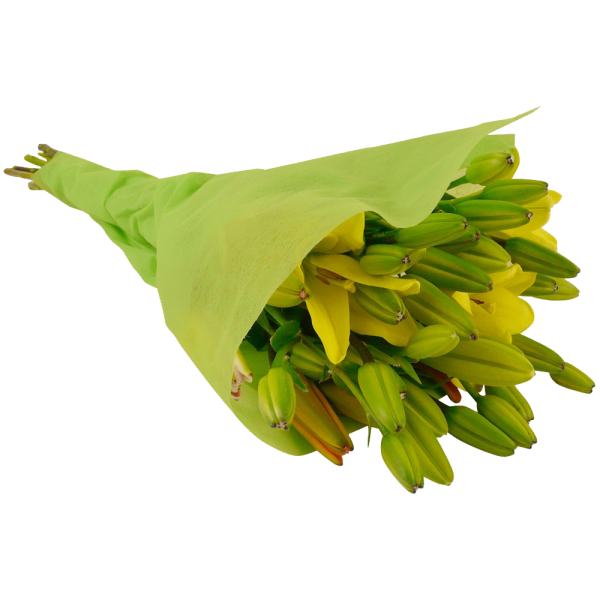 12 Stem Assorted Asiatic Lily Bunch