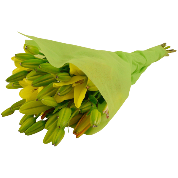 12 Stem Assorted Asiatic Lily Bunch