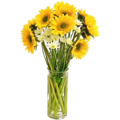 Solar Sunflower Cocktail Solar Sunflower Cocktail
