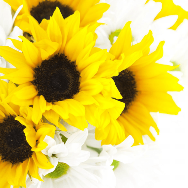 Solar Sunflower Cocktail