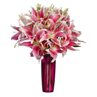 Asiatic Lily
