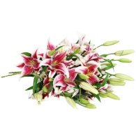 Pink Lily