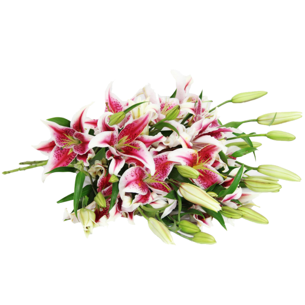 Stargazer Lily Bouquet