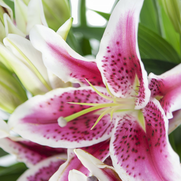 Stargazer Lily Bouquet