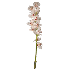 Mini Cymbidium Orchid