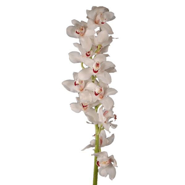 Mini Cymbidium Orchid