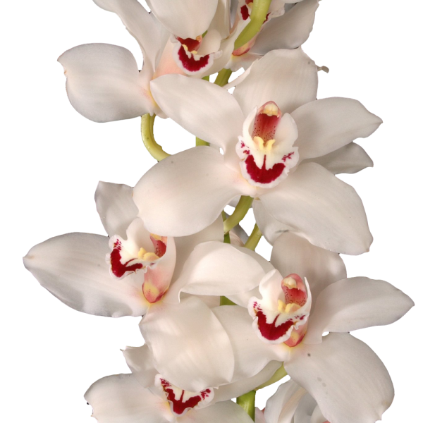 Mini Cymbidium Orchid