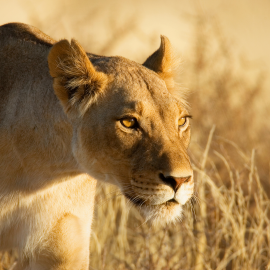 Animals in South Africa Kalahari Animals in South Africa Kalahari