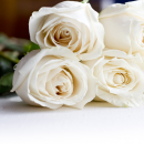 Bouquet of red roses