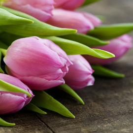 Bouquet of pink tulips Bouquet of pink tulips