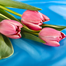 Bouquet of pink tulips