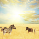 Animals in South Africa Kalahari 