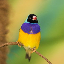 Exotic bird sitting on a tree branch Exotic bird sitting on a tree branch