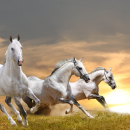 Horse stallion run gallop