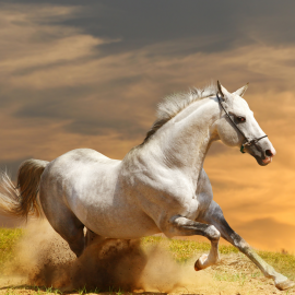 Horse stallion run gallop