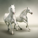 Horse stallion run gallop