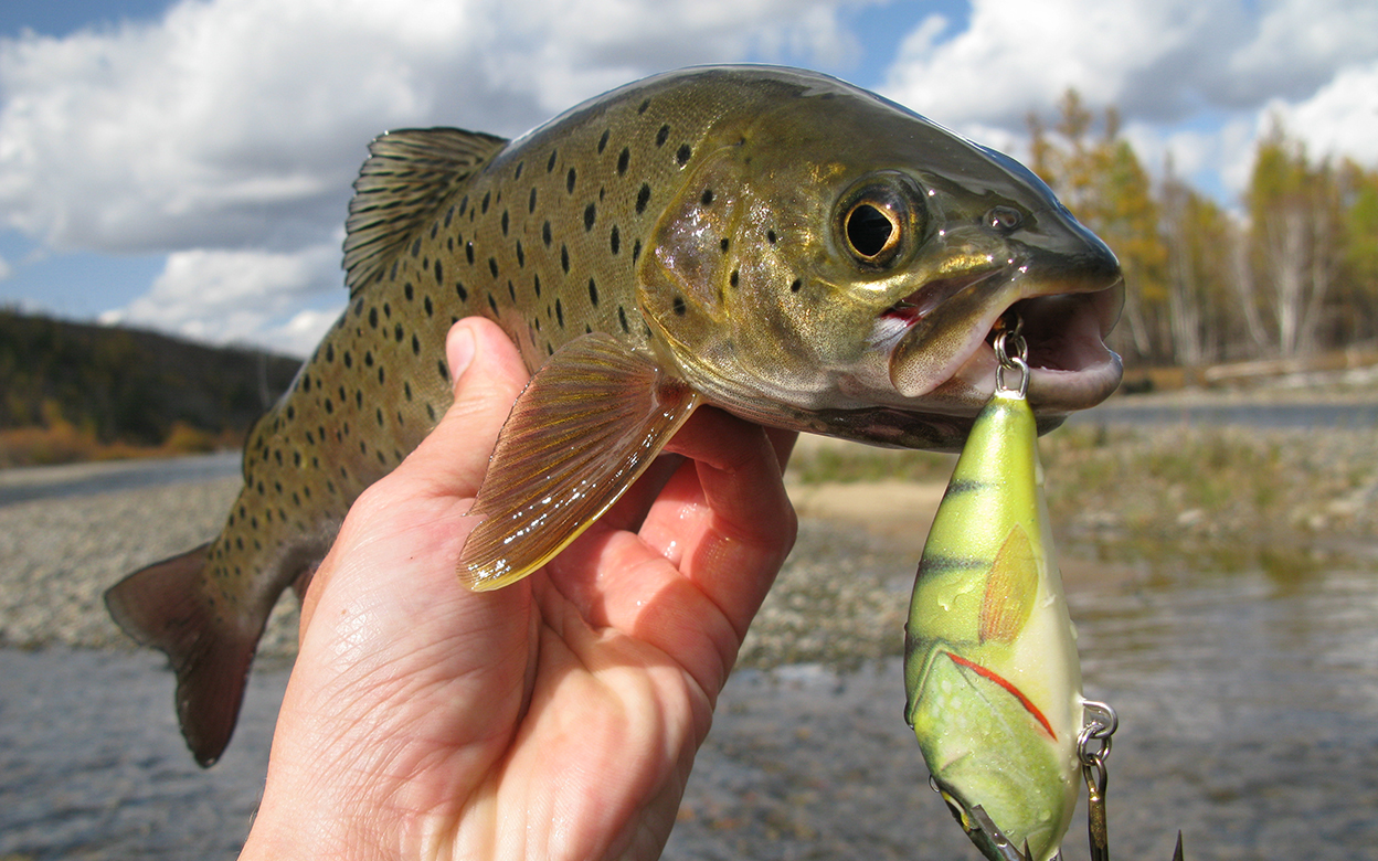 How to choose a lure