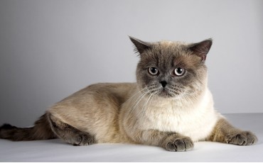 10 Christmas Gift Ideas for Cats