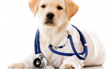 How to Keep your Dog Cool this Summer