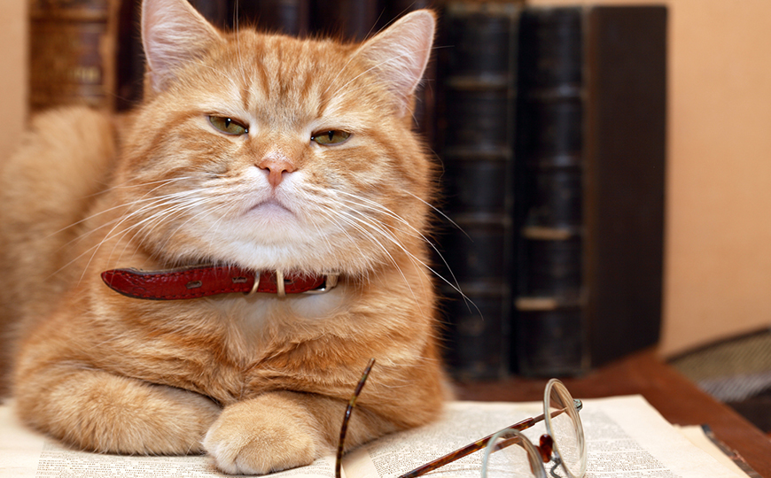5 Tips for Travelling with your Pet