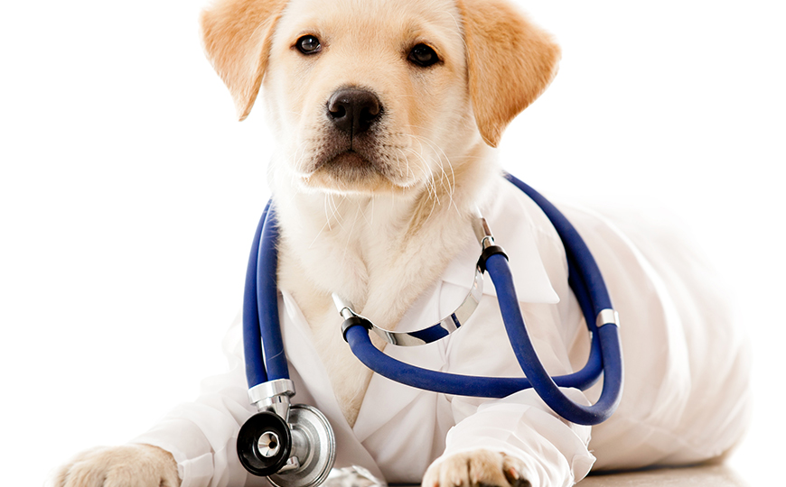 How to Keep your Dog Cool this Summer