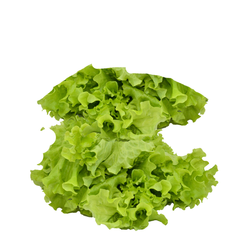 lettuce