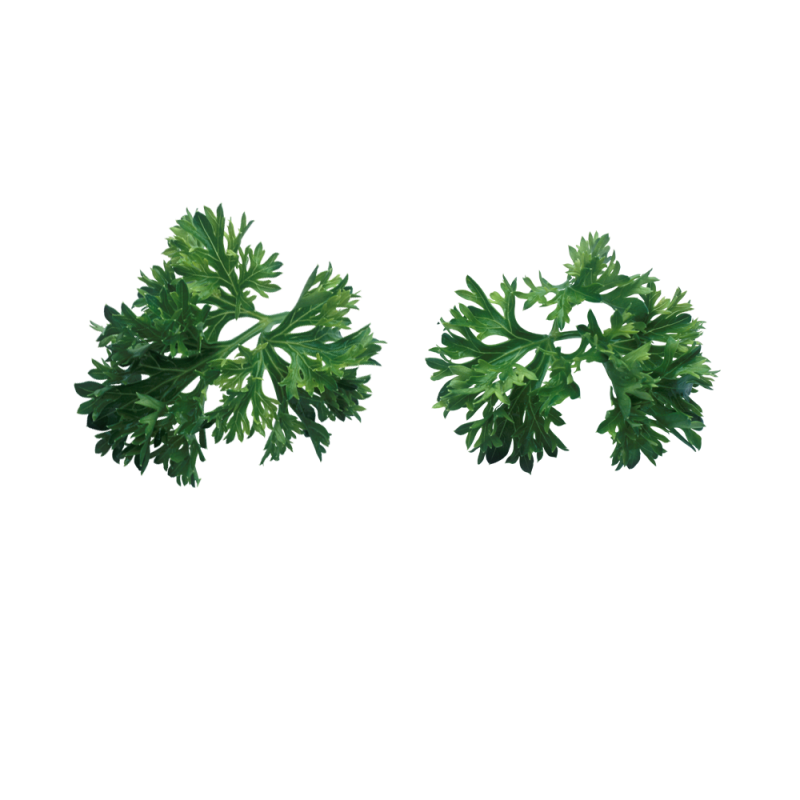 parsley