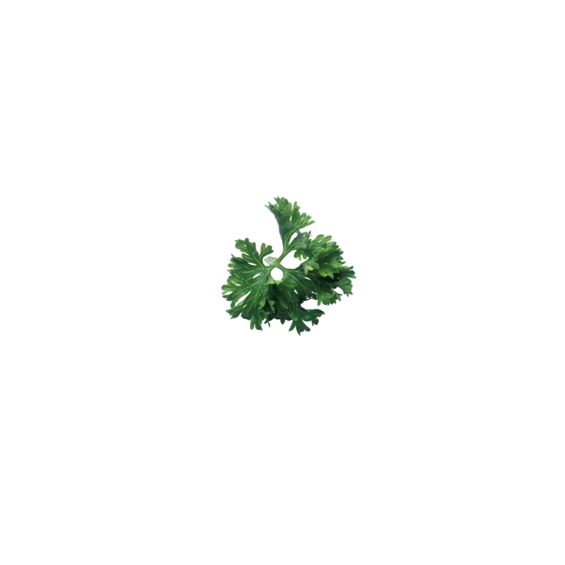 parsley
