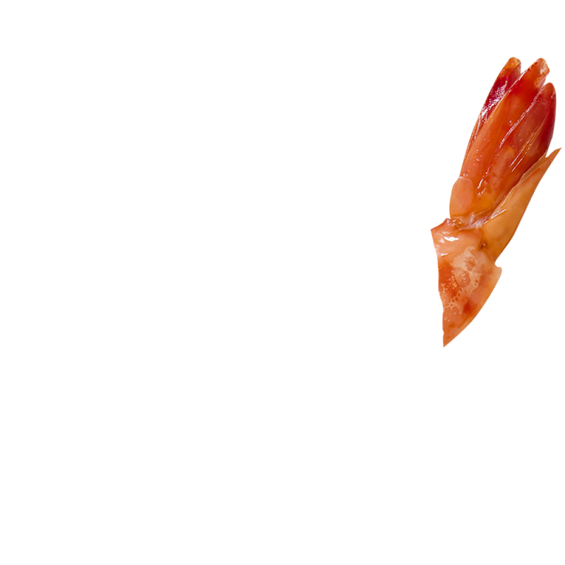 shrimp
