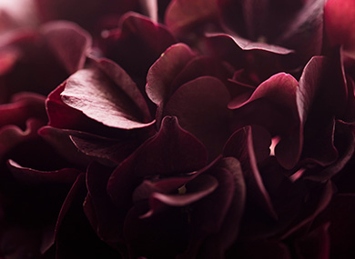 banner-1