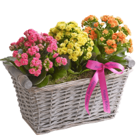 Happy Birthday Kalanchoe Basket