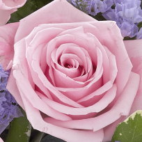 Mixed Basket Pink and Lilac