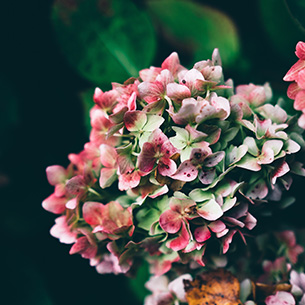 FUN FLOWER FACTS