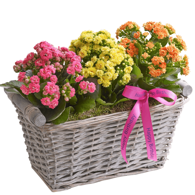 Happy Birthday Kalanchoe Basket