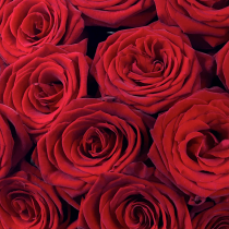 Luxury Grand Prix Rose Hand tied