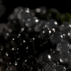 Tsar Nicoulai Reserve Caviar