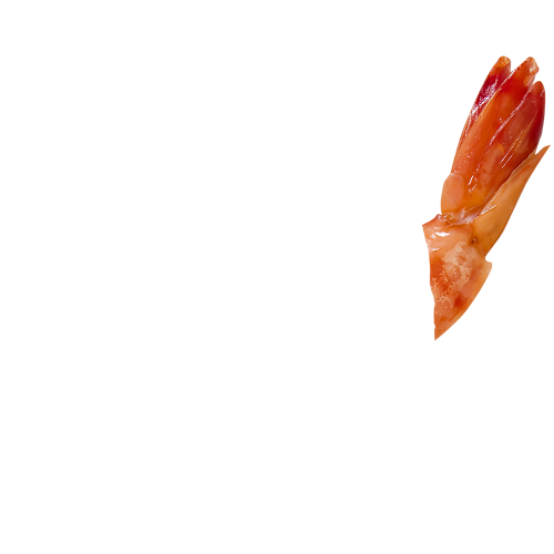 shrimp